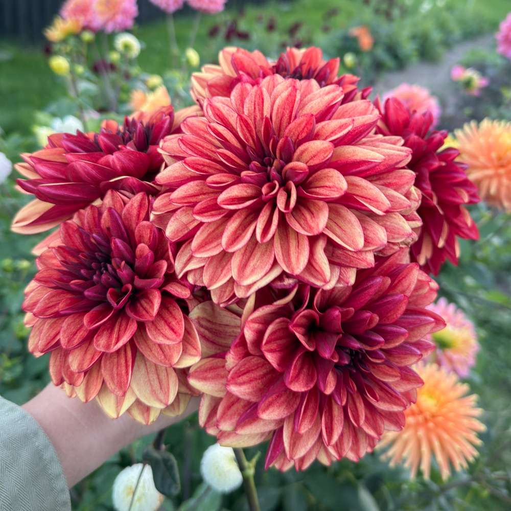 Dahlia 'Glossy Maracana'